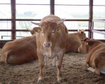 farmer_obara02 farmer_obara02