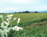 farmer_sakaguchi02